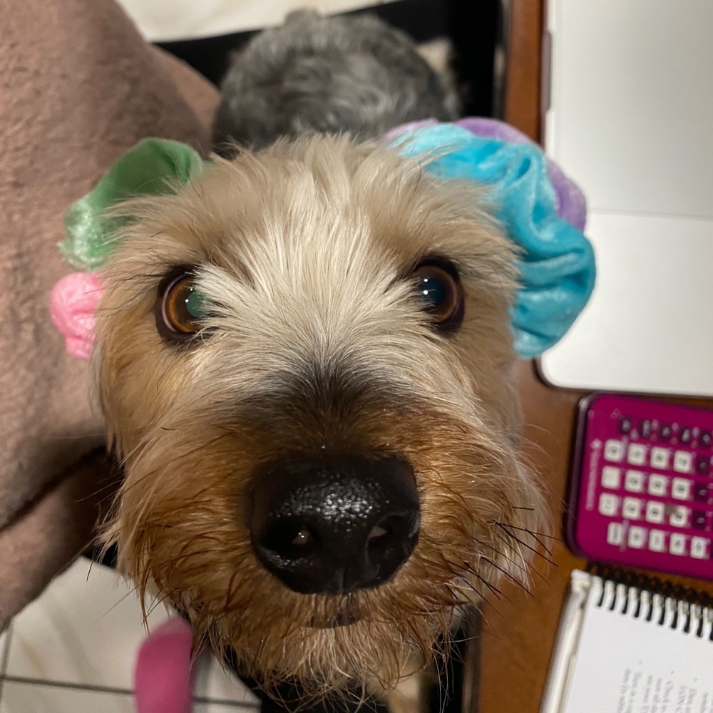 Meet your Posher, Jiya